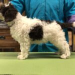 Australian Labradoodle Puppies for Sale Spokane Coeur d Alene Montana Seattle Washington Oregon Utah