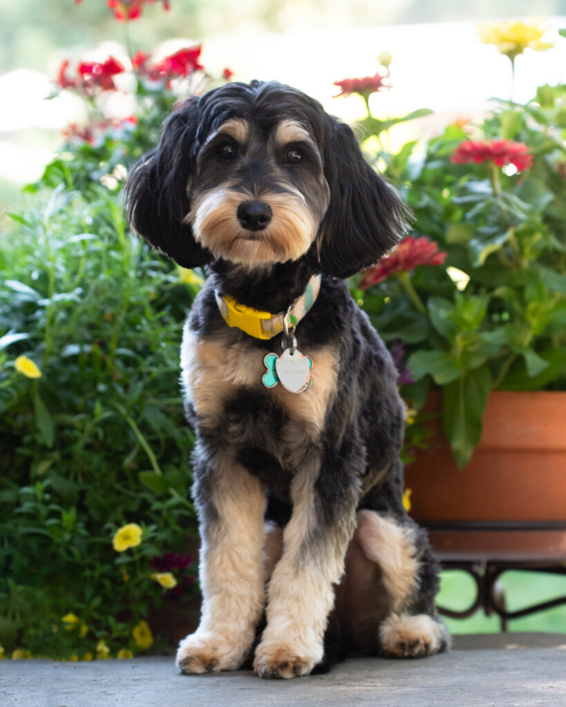 Micro-mini Phantom Australian Labradoodles for Sale.