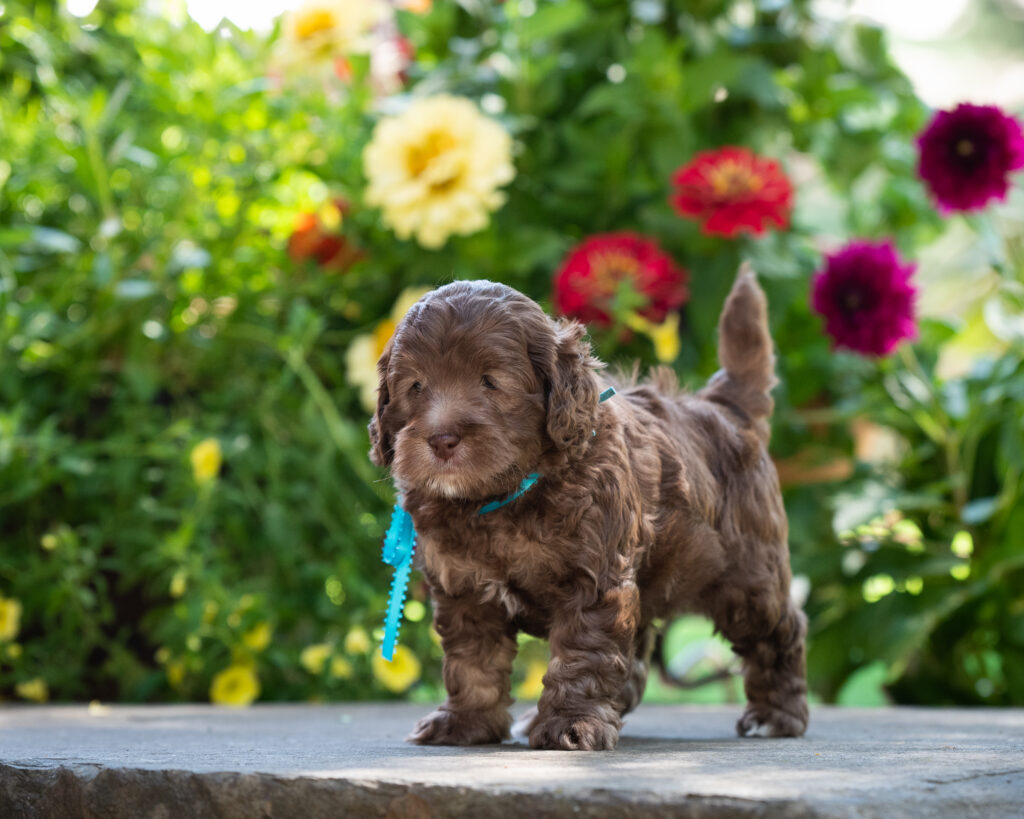 Mini Labradoodle Puppies Available in Seattle, Spokane, Coeur d Alene, Boise, Missoula, Portland