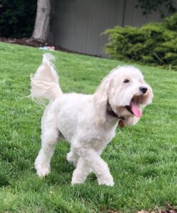 Lake City Labradoodle Puppies for Sale in Pacific Northwest