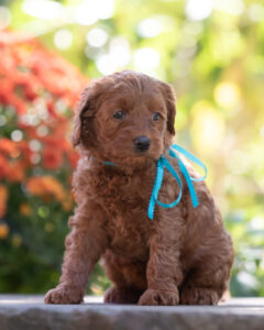 Australian Labradoodle puppies for sale in Pacific Northwest