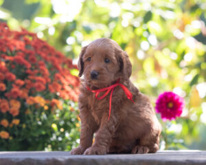 Australian Labradoodle puppies for sale in Pacific Northwest