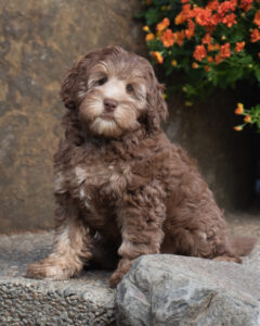 Phantom and Sable Australian Labradoodle Puppy for Sale Near Me