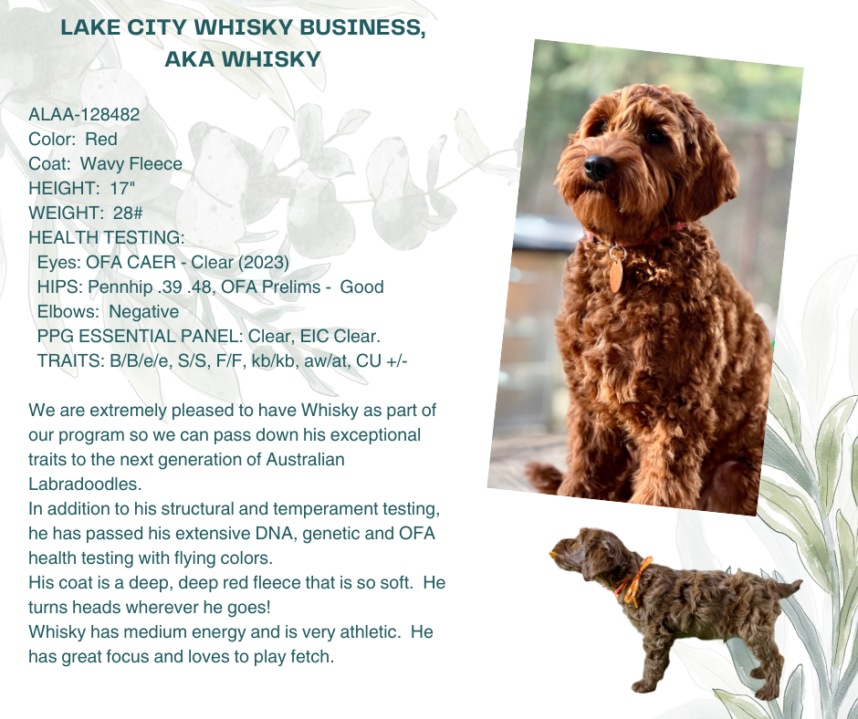 Lake City Whisky Business Stud Information Page