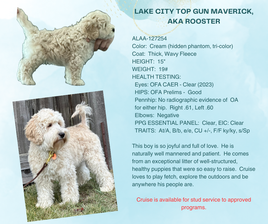 Lake City Top Gun Maverick, aka Rooster Stud