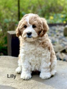 Medium Female Australian Labradoodle puppy for sale