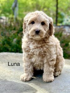 Medium Australian Labradoodle puppy for sale