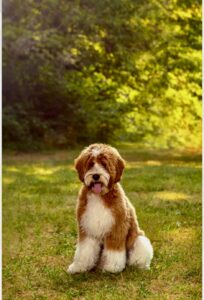 Australian Labradoodle Puppies for sale