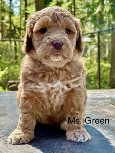 Australian Labradoodle Puppy for sale in Idaho, Oregon, Washington, Montana
