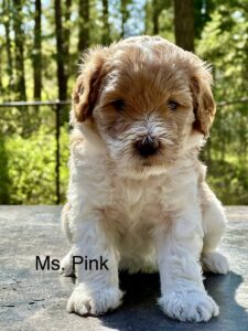Australian Labradoodle Puppy for sale in Idaho, Oregon, Washington, Montana
