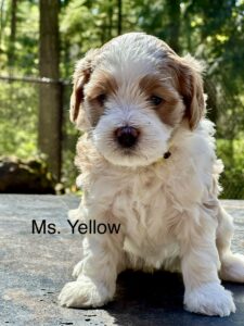 Australian Labradoodle Puppy for sale in Idaho, Oregon, Washington, Montana