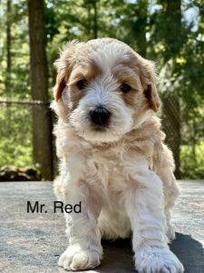 Australian Labradoodle Puppy for sale in Idaho, Oregon, Washington, Montana