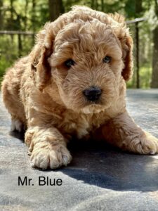 Australian Labradoodle Puppy for sale in Idaho, Oregon, Washington, Montana