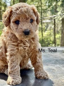 Australian Labradoodle Puppy for sale in Idaho, Oregon, Washington, Montana