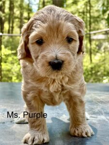 Australian Labradoodle Puppy for sale in Idaho, Oregon, Washington, Montana