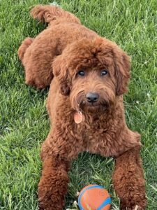 Australian Labradoodle Stud
