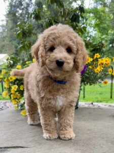 Australian Labradoodle Puppies for sale in Coeur d Alene, ID