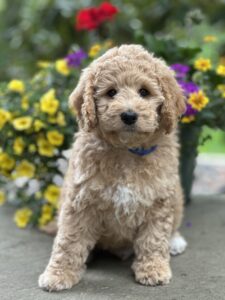 Australian Labradoodle Puppies for sale in Coeur d Alene, ID