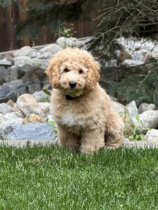 Australian Labradoodle Puppies for sale in Coeur d Alene, ID