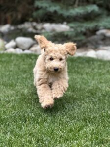 Australian Labradoodle Puppies for sale in Coeur d Alene, ID