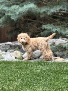 Australian Labradoodle Puppies for sale in Coeur d Alene, ID