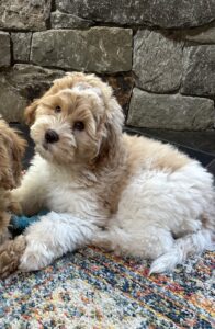 Australian Labradoodle Puppies available