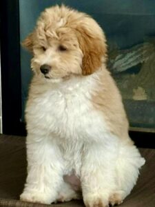 Australian Labradoodle Puppies for sale in the United States