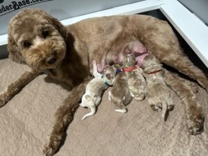 Australian Labradoodle Puppies for sale in Idaho, Montana, Washington, and Oregon.
