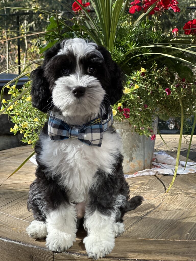 Mini Australian Labradoodle Puppies for Sale in Idaho