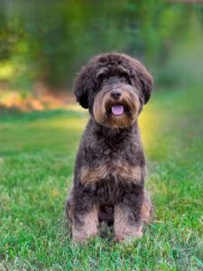 Mini phantom Australian Labradoodle Puppies for sale
