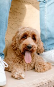 Medium Australian Labradoodle Puppies for sale