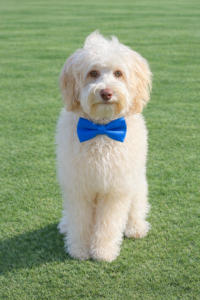 Australian Labradoodle Puppies for Sale