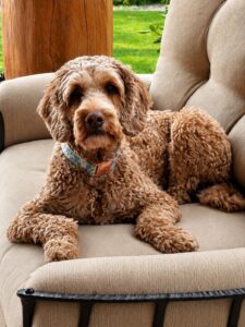 Lake City Labradoodles puppies available PNW, Idaho, Oregon Washington Montana Colorado delivery available ALAA Labradoodles Medium Australian Labradoodles