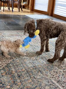 Mini Australian Labradoodle Puppies for Sale in Idaho Washington Oregon Montana Colorado