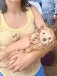 Mini Australian Labradoodle Puppies for Sale in Idaho Washington Oregon Montana Colorado