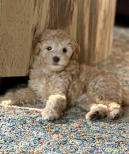 Mini Australian Labradoodle Puppies for Sale in Idaho Washington Oregon Montana Colorado