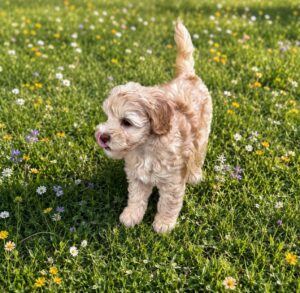 Mini Australian Labradoodle Puppies for Sale in Idaho Washington Oregon Montana Colorado