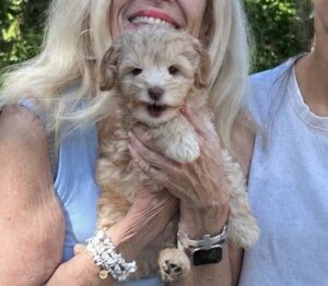 Mini Australian Labradoodle Puppies for Sale in Idaho Washington Oregon Montana Colorado