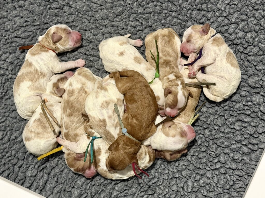 Lake City Labradoodles puppies available PNW, Idaho, Oregon Washington Montana Colorado delivery available ALAA Labradoodles Medium Australian Labradoodles