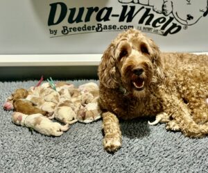 Lake City Labradoodles puppies available PNW, Idaho, Oregon Washington Montana Colorado delivery available ALAA Labradoodles Medium Australian Labradoodles