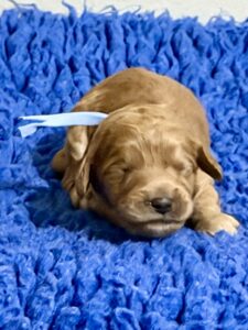 Australian Labradoodle Puppies for sale Seattle, Spokane, Washington, Idaho, Montana, Wyoming, Wenatchee, Colorado, Northern Idaho, Oregon, Boise, Salt Lake City, Sun Valley, Eagle, Idaho