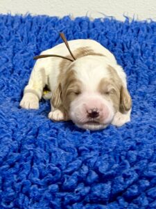 Australian Labradoodle Puppies for sale Seattle, Spokane, Washington, Idaho, Montana, Wyoming, Wenatchee, Colorado, Northern Idaho, Oregon, Boise, Salt Lake City, Sun Valley, Eagle, Idaho