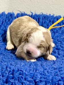 Australian Labradoodle Puppies for sale Seattle, Spokane, Washington, Idaho, Montana, Wyoming, Wenatchee, Colorado, Northern Idaho, Oregon, Boise, Salt Lake City, Sun Valley, Eagle, Idaho