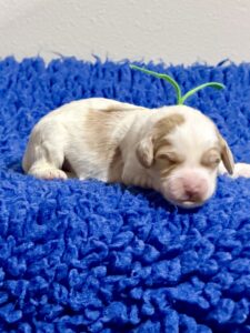 Australian Labradoodle Puppies for sale Seattle, Spokane, Washington, Idaho, Montana, Wyoming, Wenatchee, Colorado, Northern Idaho, Oregon, Boise, Salt Lake City, Sun Valley, Eagle, Idaho