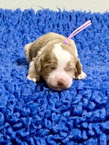 Australian Labradoodle Puppies for sale Seattle, Spokane, Washington, Idaho, Montana, Wyoming, Wenatchee, Colorado, Northern Idaho, Oregon, Boise, Salt Lake City, Sun Valley, Eagle, Idaho