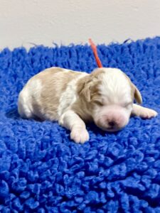 Australian Labradoodle Puppies for sale Seattle, Spokane, Washington, Idaho, Montana, Wyoming, Wenatchee, Colorado, Northern Idaho, Oregon, Boise, Salt Lake City, Sun Valley, Eagle, Idaho