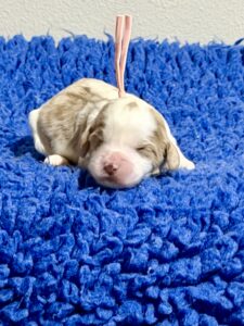 Australian Labradoodle Puppies for sale Seattle, Spokane, Washington, Idaho, Montana, Wyoming, Wenatchee, Colorado, Northern Idaho, Oregon, Boise, Salt Lake City, Sun Valley, Eagle, Idaho