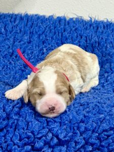 Australian Labradoodle Puppies for sale Seattle, Spokane, Washington, Idaho, Montana, Wyoming, Wenatchee, Colorado, Northern Idaho, Oregon, Boise, Salt Lake City, Sun Valley, Eagle, Idaho