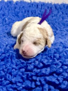 Australian Labradoodle Puppies for sale Seattle, Spokane, Washington, Idaho, Montana, Wyoming, Wenatchee, Colorado, Northern Idaho, Oregon, Boise, Salt Lake City, Sun Valley, Eagle, Idaho
