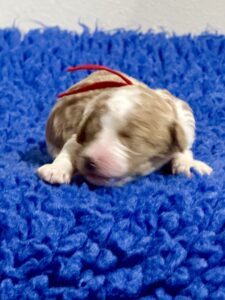 Australian Labradoodle Puppies for sale Seattle, Spokane, Washington, Idaho, Montana, Wyoming, Wenatchee, Colorado, Northern Idaho, Oregon, Boise, Salt Lake City, Sun Valley, Eagle, Idaho